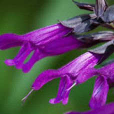 Salvia purple