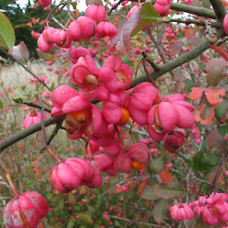 Euonymus europeus Euonymus europeus