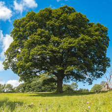 Quercus robur - hrast luznjak Quercus robur - hrast luznjak