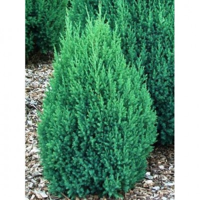 Juniperus Chinensis Stricta