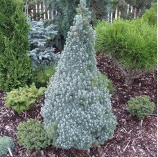 Picea glauca "Sanders Blue"