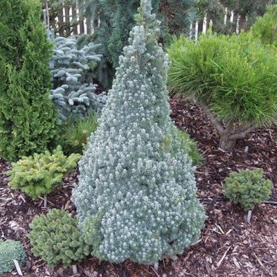 Picea glauca "Sanders Blue"