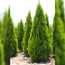 Thuja oriantalis Pyramidalis "Aurea"