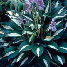 Hosta "Risky Busines"