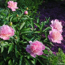 Paeonia ili Bozur