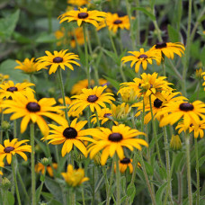 RUDBECKIA FULGIDA „GOLDSTURM“ RUDBECKIA FULGIDA „GOLDSTURM“