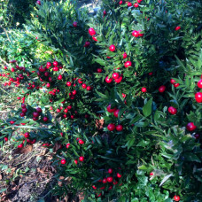 Ruscus hypoglossum