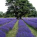 Lavanda