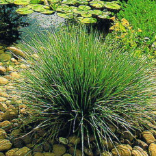 Equisetum scirpoides