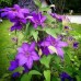 Clematis "Mr. President"