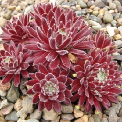Sempervivum  "Crimson velvet"