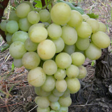 Vinova loza "Medijana"