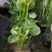 Alisma parviflorum