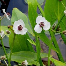 Sagittaria sagittifolia