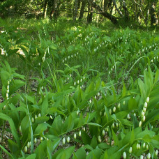 Solomonov pecat - Polygonatum