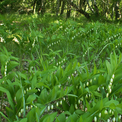 Solomonov pecat - Polygonatum