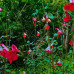 SALVIA OFFICINALIS PURPURASCENS