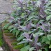 SALVIA OFFICINALIS PURPURASCENS