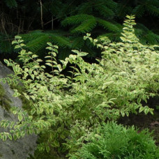 Symphoricarpos orbiculatus variegatus