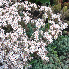 Sedum dasyphyllum