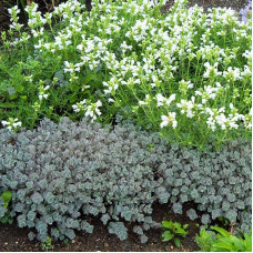 Sedum cauticula "Lidakense" Sedum cauticula "Lidakense"