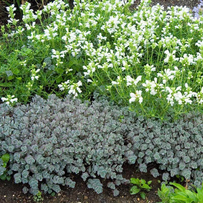 Sedum cauticula "Lidakense"