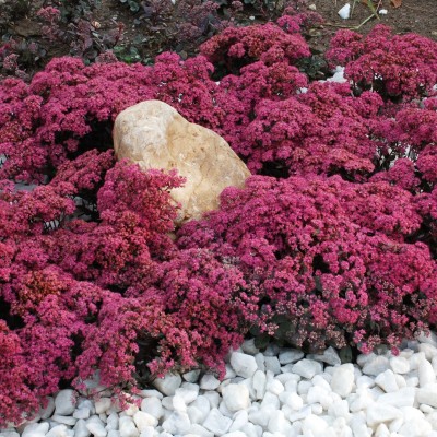 SEDUM „ROBUSTUM“