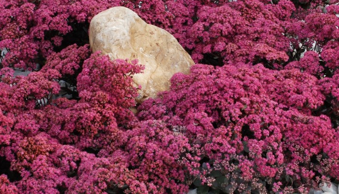 Sedumi - Rasadnik „Jelena”