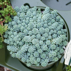 Sedum dasyphyllum "Major"