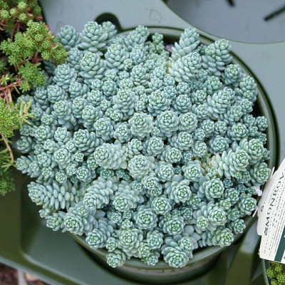 Sedum dasyphyllum "Major"