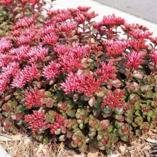 Sedum spurium "Fuldaglut"