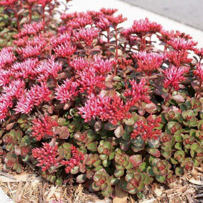Sedum spurium "Fuldaglut" Sedum spurium "Fuldaglut"