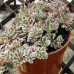 SEDUM SPURIUM „TRICOLOR“
