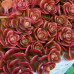 Sedum tetractinum "Coral Reef" Sedum tetractinum "Coral Reef"