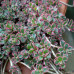 SEDUM SPURIUM „TRICOLOR“