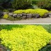 SEDUM ACRE „AUREUM“