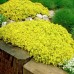 SEDUM ACRE „AUREUM“