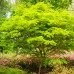 Acer palmatum - Japanski Javor