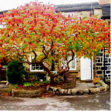 Rhus Typhina "Dissecta"