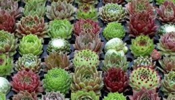 Sempervivum - čuvarkuće