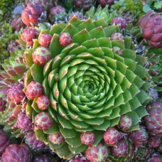 Sempervium " Jovibarba"