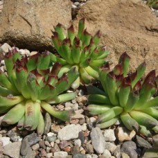 Sempervivum Oditty