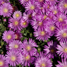 Delosperma "Pink Zulu" Delosperma "Pink Zulu"