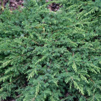 Juniperus communis "Green Carpet"