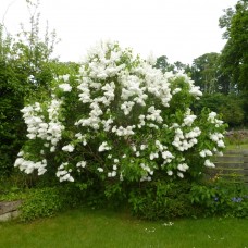 SYRINGA VULGARIS – ALBA