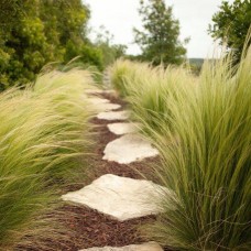 STIPA TENUISSIMA