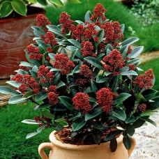 Skimmia japonica