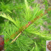 Larix decidua