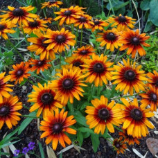 Rudbeckia hirta