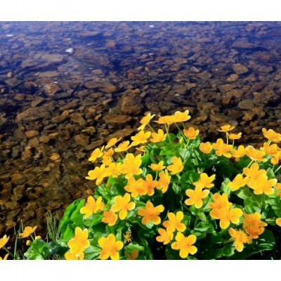 Caltha palustris